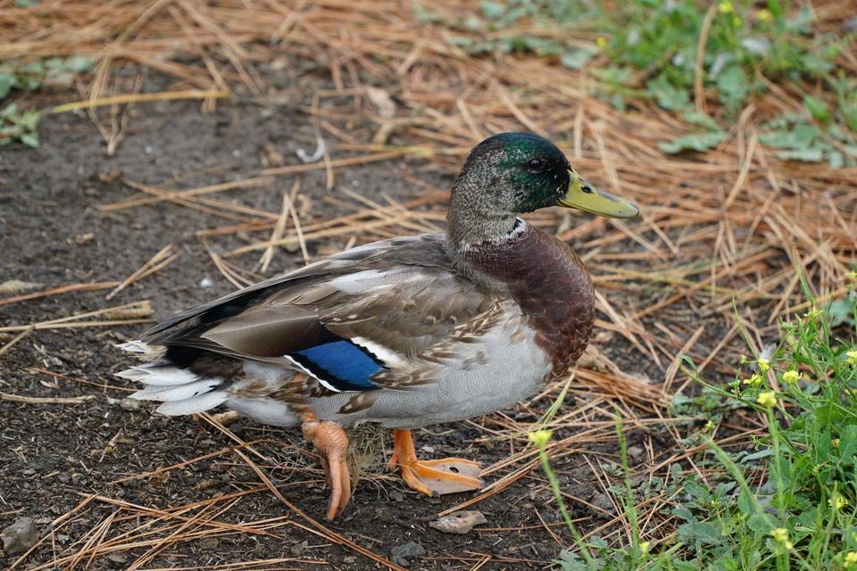 The Injured Duck Has Been Released Back Into the Wild! — Roseburg Tracker