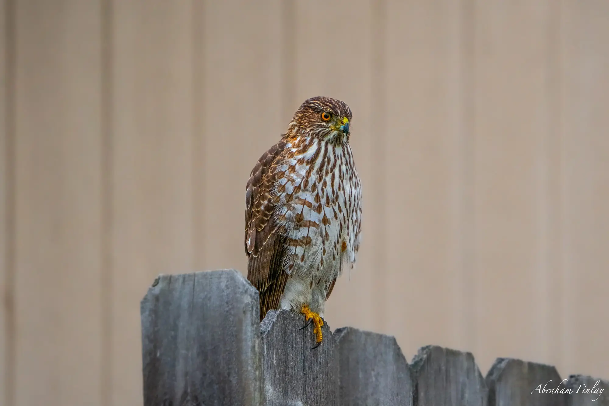 Immature Coopers Hawk — Roseburg Tracker