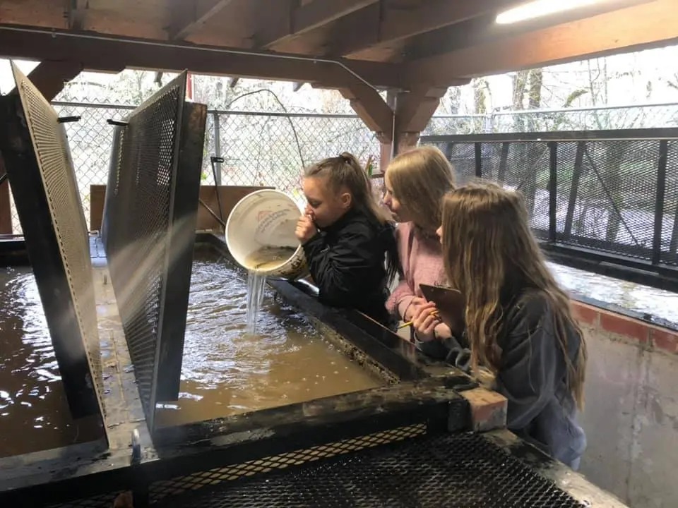 Rock Creek Hatchery Coho Being Raised at Eastwood Elementary — Roseburg ...