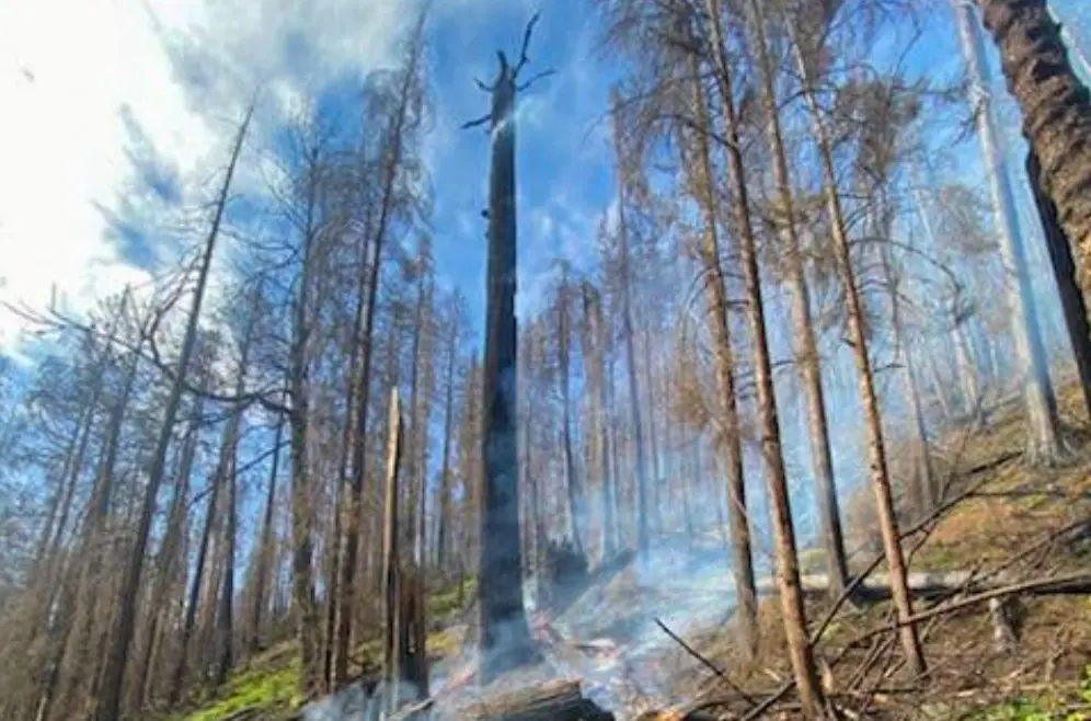 Smoldering Snag From Archie Creek Fire Ignites Holdover Fire — Roseburg ...