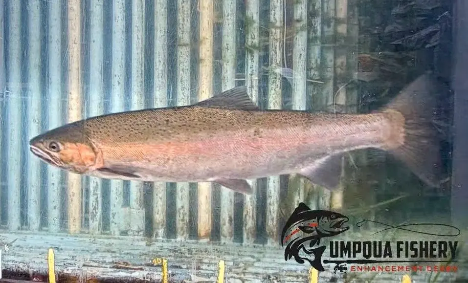 Winchester Dam Fish Count Update — Umpqua Live Fish Cam