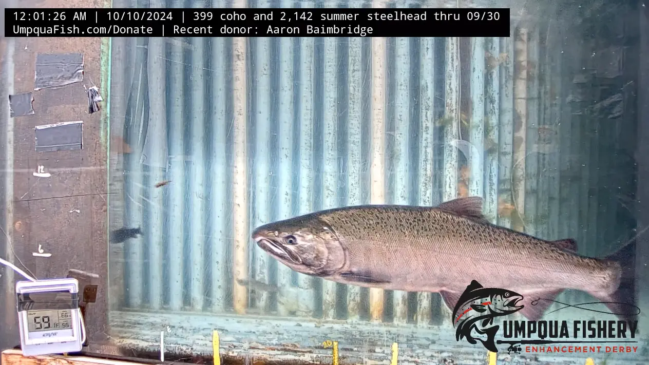 Watch Live: Coho Salmon's Upstream Journey — Umpqua Live Fish Cam