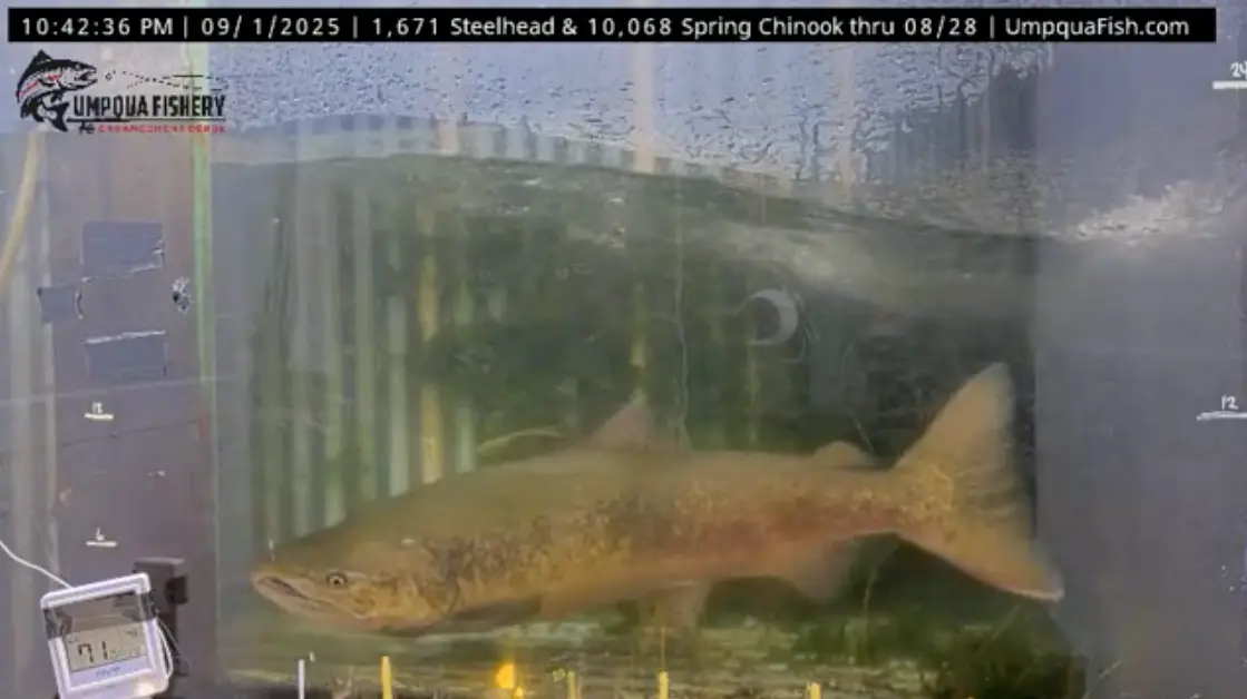 Total Fish Counts For The Last Few Days — Umpqua Live Fish Cam