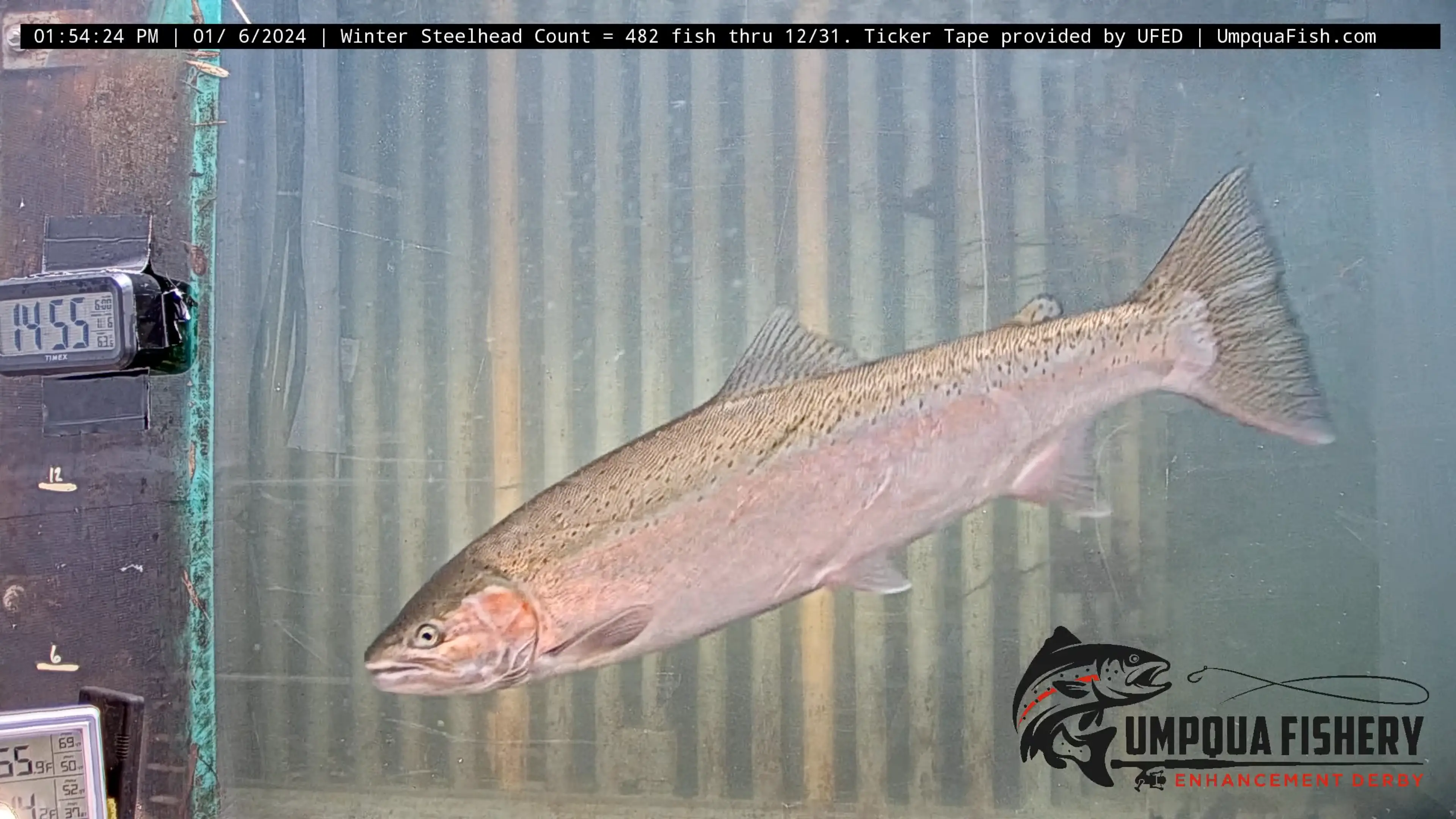 Total Fish Counts: October - December 2023 — Umpqua Live Fish Cam