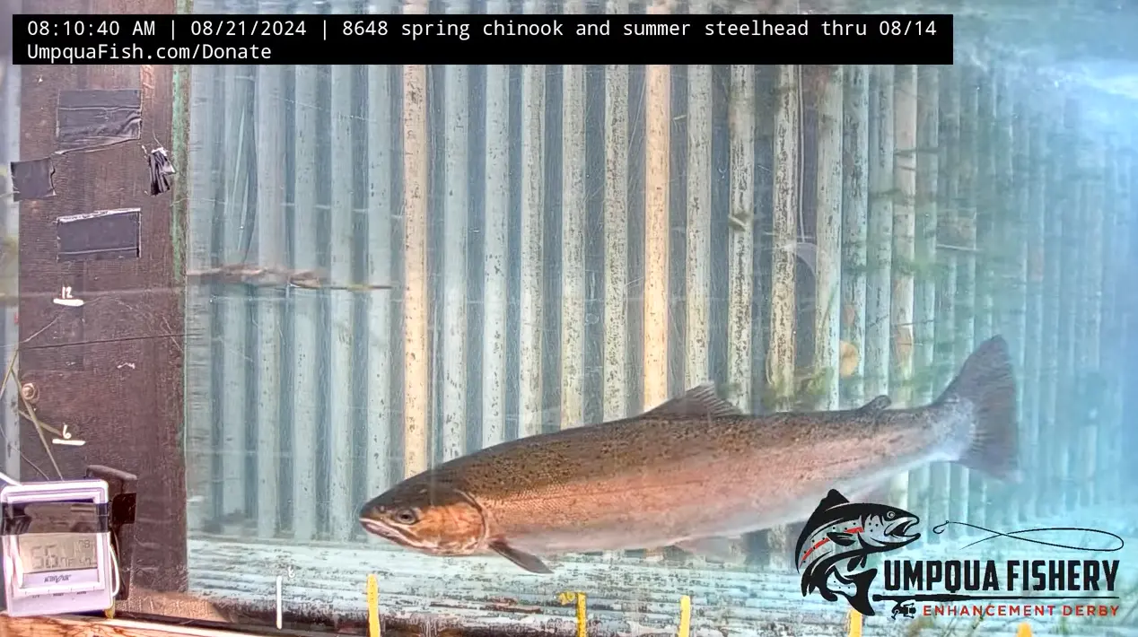 Fish Ladder Cam Operational Again! — Umpqua Live Fish Cam