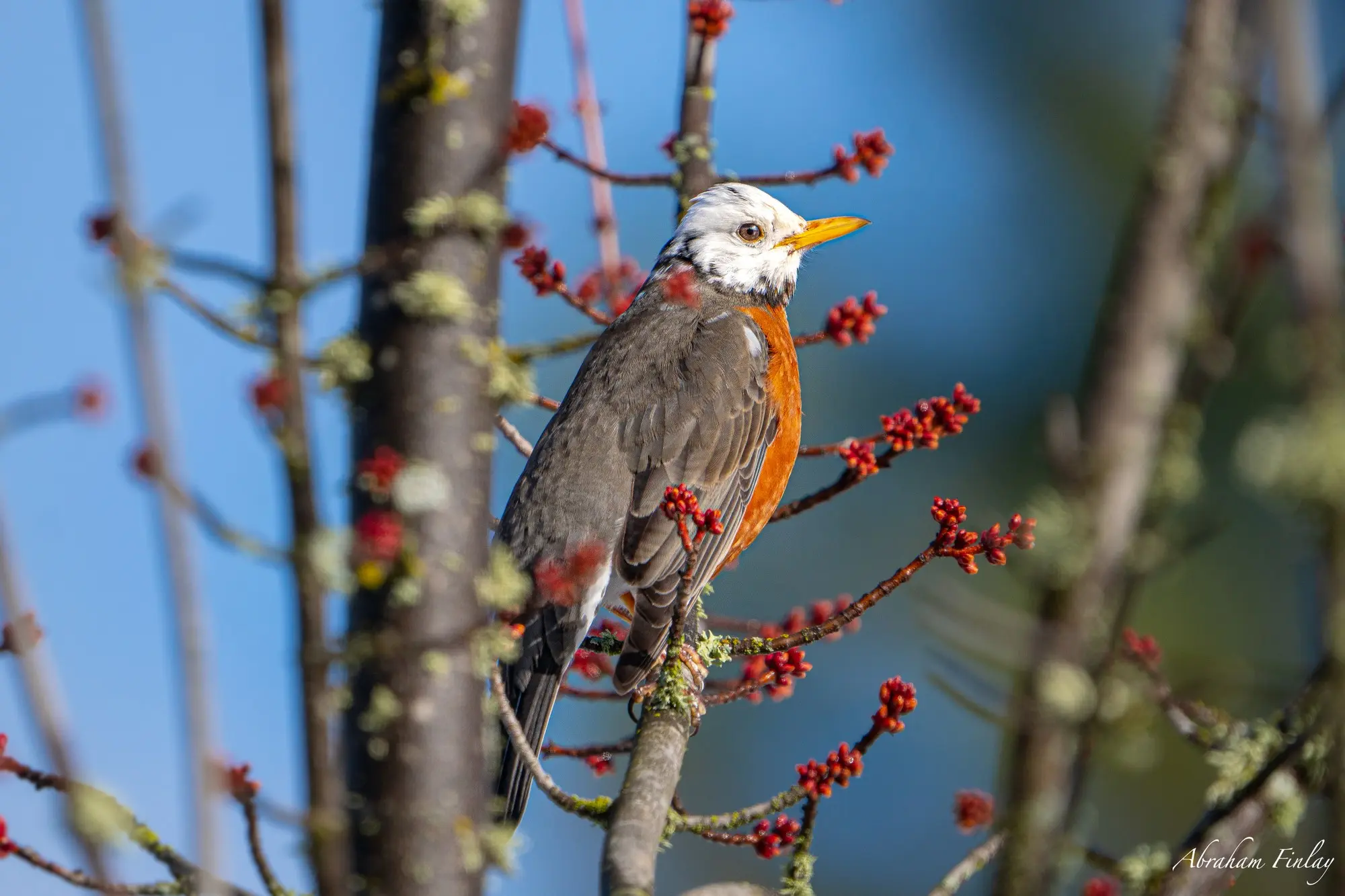 Rare Partially Leucistic Robin In The Snow — Roseburg Tracker