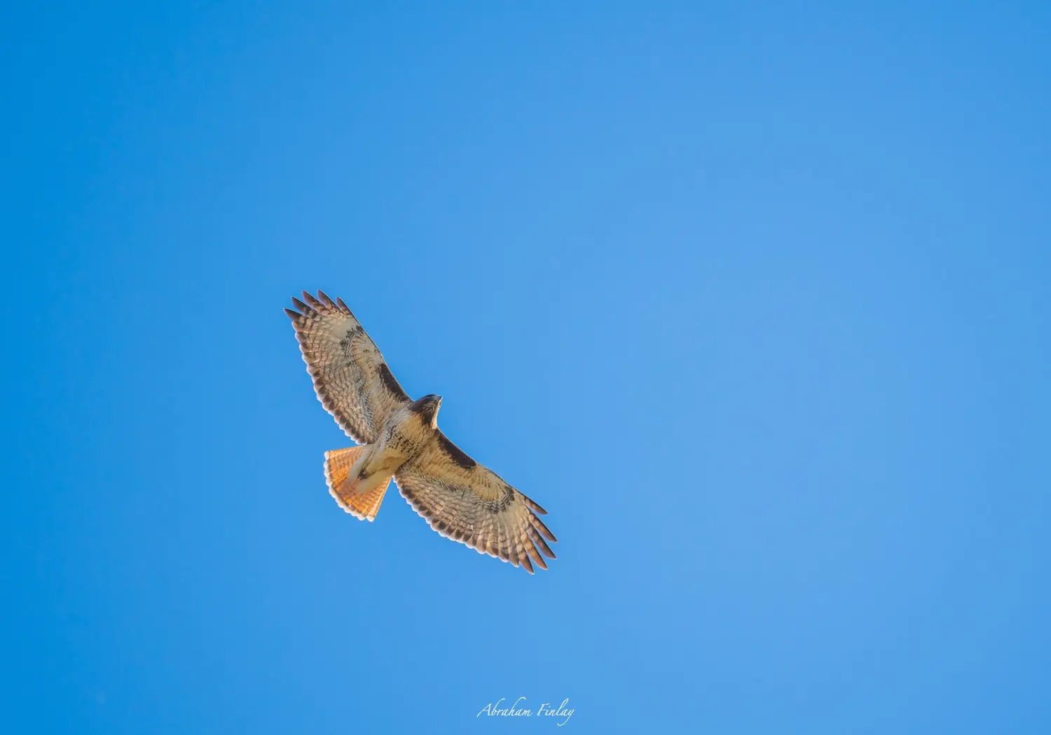 Red-Tailed Hawk — Roseburg Tracker